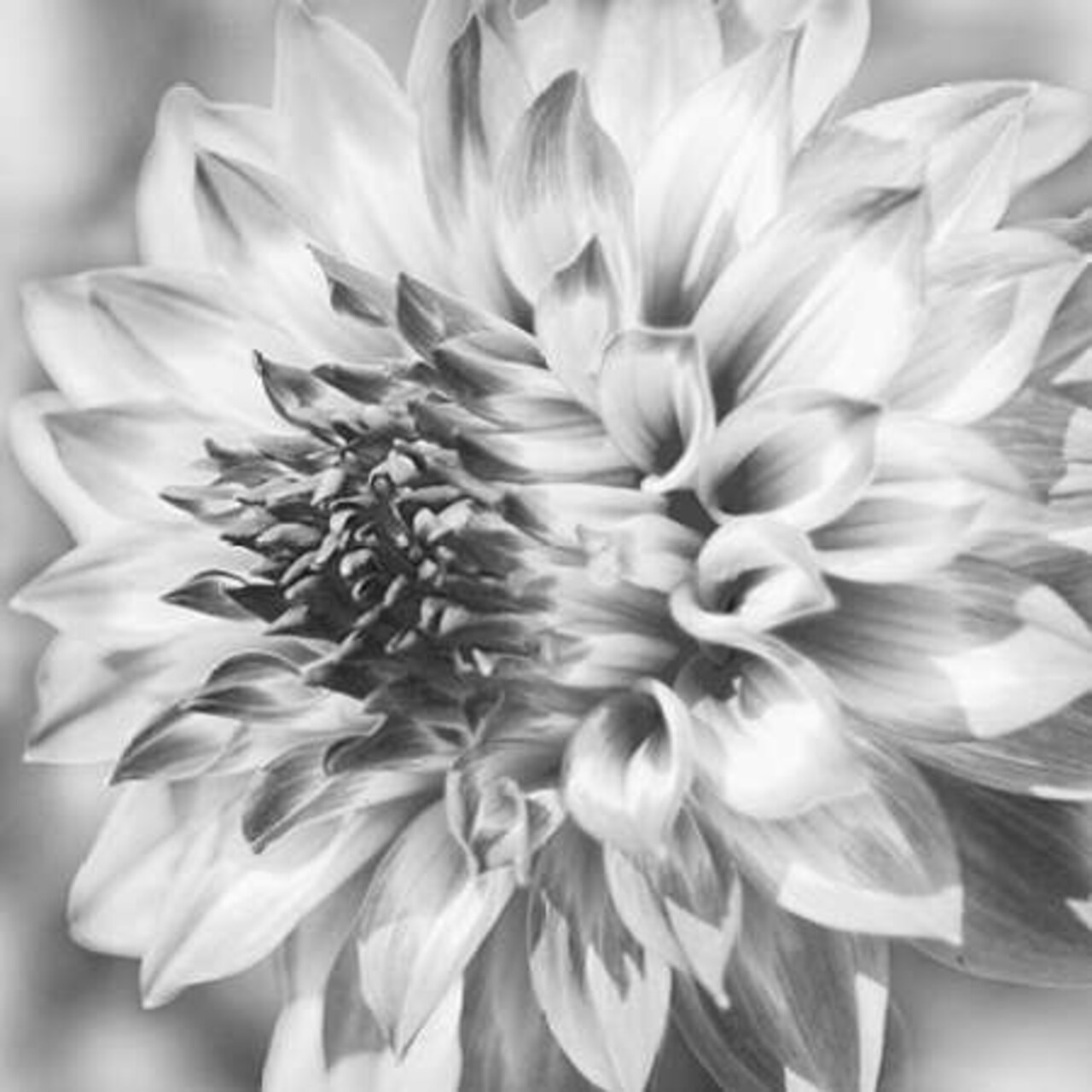 Black and White Dalia 1a Poster Print by Suzanne Foschino - Item # VARPDXZFSQ181A